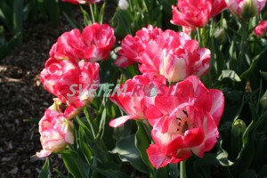 tulipán Cartouche - Tulipa Cartouche