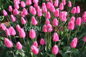 tulipán Christmas Dream - Tulipa Christmas Dream