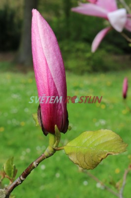šácholan Big Dude - Magnolia Big Dude