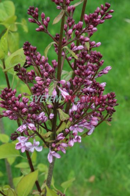 šeřík hyacintokvětý Catinat - Syringa × hyacinthiflora Catinat