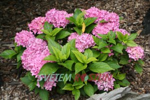 hortenzie velkolistá Tovelit - Hydrangea macrophylla Tovelit