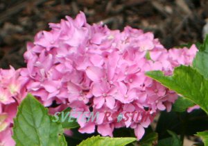 hortenzie velkolistá Tovelit - Hydrangea macrophylla Tovelit