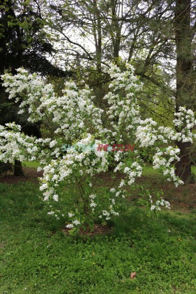 hroznovec hroznatý Snow White - Exochorda racemosa subsp. serratifolia Snow White