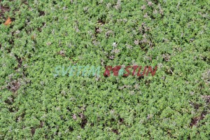mateřídouška časná Coccineus - Thymus praecox Coccineus