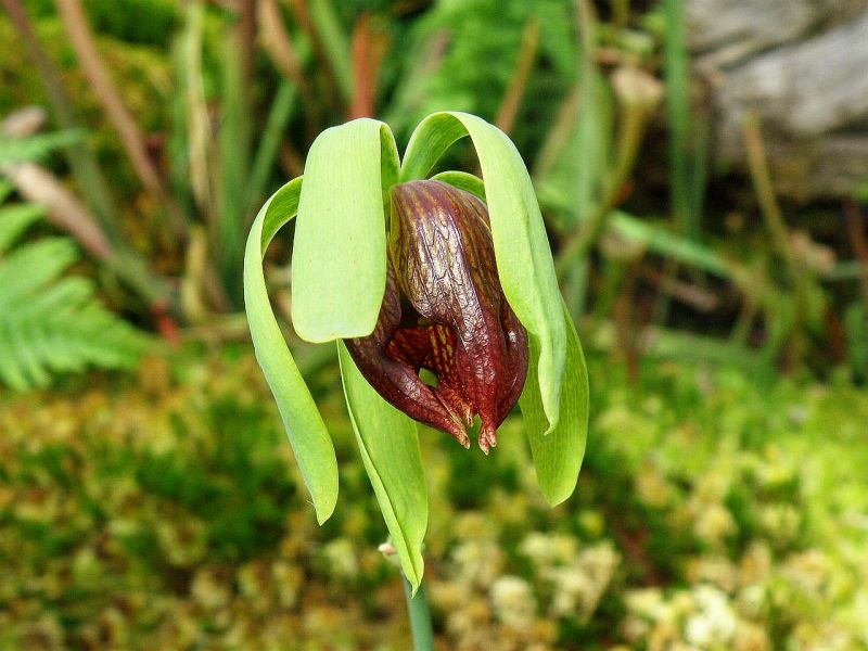 darlingtonie kalifornsk - Darlingtonia californica