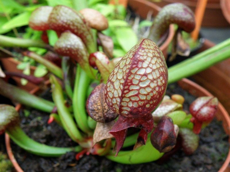 darlingtonie kalifornsk - Darlingtonia californica