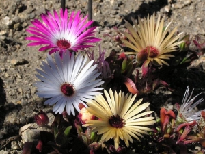 kosmatec sedmikráskovitý - Dorotheanthus bellidiformis