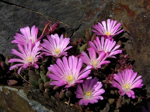 kosmatec sedmikráskovitý - Dorotheanthus bellidiformis