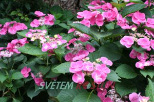 hortenzie velkolistá Zaunkönig - Hydrangea macrophylla Zaunkönig
