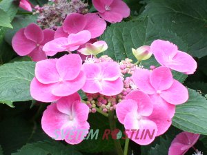 hortenzie velkolistá Zaunkönig - Hydrangea macrophylla Zaunkönig