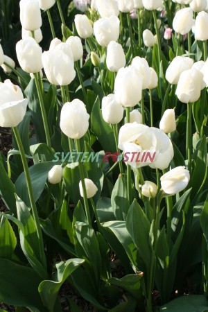 tulipán Weisse Berliner - Tulipa Weisse Berliner