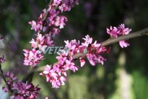zmarlika kanadská - Cercis canadensis
