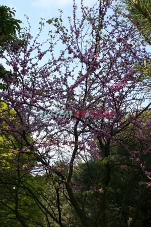 zmarlika kanadská - Cercis canadensis