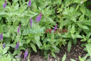 šalvěj hajní Blue Queen - Salvia nemorosa Blue Queen