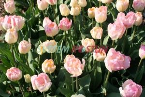 tulipán Creme Upstar - Tulipa Creme Upstar