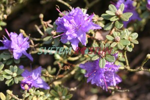 pěnišník obtížený Intrifast - Rhododendron impeditum Intrifast