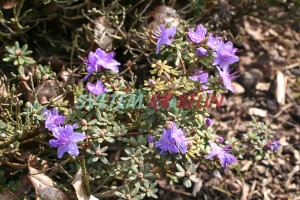 pěnišník obtížený Intrifast - Rhododendron impeditum Intrifast