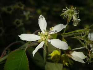 muchovník Lamarckův - Amelanchier lamarckii