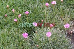 trávnička přímořská Rubrifolia - Armeria maritima Rubrifolia