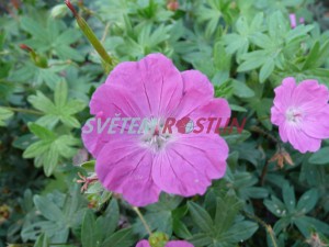 kakost krvavý Max Frei - Geranium sanguineum Max Frei