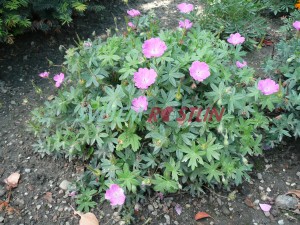 kakost krvavý Max Frei - Geranium sanguineum Max Frei