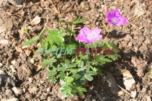 kakost krvavý Max Frei - Geranium sanguineum Max Frei