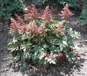 čechrava Rhythm and Blues - Astilbe Rhythm and Blues