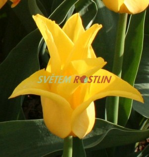 tulipán Flashback - Tulipa Flashback