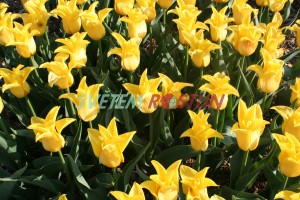 tulipán Flashback - Tulipa Flashback