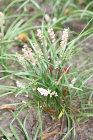 Liriope spicata