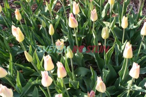 tulipán Elegant Lady - Tulipa Elegant Lady
