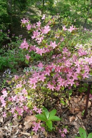 Pěnišník Daphne - Rhododendron Daphne