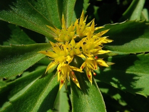 rozchodník skalní - Sedum reflexum