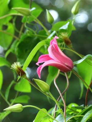 plamének Princess Diana - Clematis Princess Diana