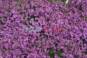 vřesovec pleťový March Seedling - Erica carnea March Seedling