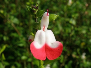 šalvěj Hot Lips - Salvia microphylla Hot Lips