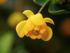 dřišťál zimostrázový Nana - Berberis buxifolia Nana