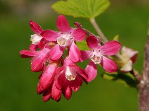 meruzalka krvavá - Ribes sanguineum