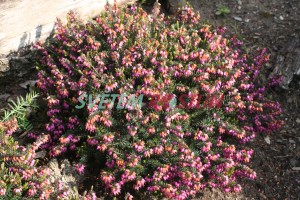 vřesovec pleťový Kramer's Rote - Erica carnea Kramer's Rote
