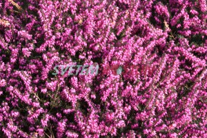 vřesovec pleťový Kramer's Rote - Erica carnea Kramer's Rote