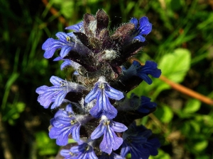 zběhovec lesní - Ajuga genevensis