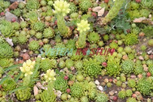 netřeskovec výběžkatý srstnatý - Jovibarba globifera subsp. hirta