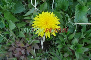 pampelišky smetánky - Taraxacum ruderalia