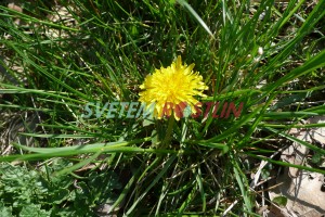 pampelišky smetánky - Taraxacum ruderalia