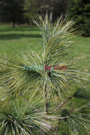 borovice Stylesova - Pinus stylesii