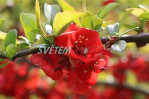 kdoulovec ozdobný Cardinalis - Chaenomeles speciosa Cardinalis