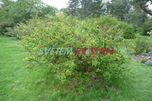 kdoulovec ozdobný Cardinalis - Chaenomeles speciosa Cardinalis