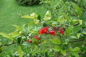 kdoulovec ozdobný Cardinalis - Chaenomeles speciosa Cardinalis