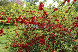 kdoulovec ozdobný Cardinalis - Chaenomeles speciosa Cardinalis
