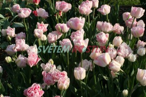 tulipán Angelique - Tulipa Angelique